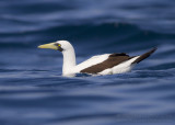 Masked Booby - Maskergent - Sula dactylatra