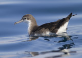 Persian Shearwater - Perzische Pijlstormvogel - Puffinus persicus