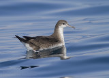 Persian Shearwater - Perzische Pijlstormvogel - Puffinus persicus