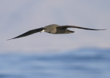 Flesh-footed Shearwater - Australische Grote Pijlstormvogel - Puffinus carneipes