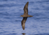 Jouanin's Petrel - Jouanins Stormvogel - Bulweria fallax