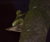 Sunda Flying Lemur - Maleise vliegende kat - Galeopterus variegatus