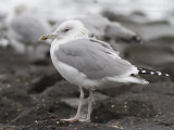 Pontische Meeuw - Caspian Gull - Larus cachinnans