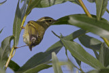 Bladkoning - Yellow-browed Warbler - Phylloscopus inornatus