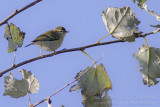 Bladkoning - Yellow-browed Warbler - Phylloscopus inornatus