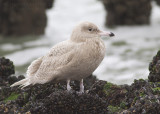 Grote Burgemeester - Glaucous Gull - Larus hyperboreus