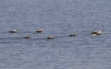 IJseend - Long-tailed Duck - Clangula hyemalis