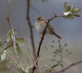 Dwerggors - Little Bunting - Emberiza pusilla