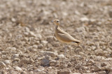 Renvogel - Cream-coloured Courser - Cursorius cursor