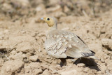 Chestnut-bellied Sandgrouse - Roodbuikzandhoen - Pterocles exustus