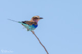 Etosha