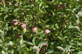 0814 Apples.jpg