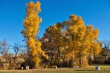 8488 Fall colors 2013- upper pasture