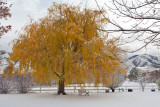 8544 Willow tree