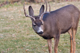 8633 Deer