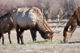 8701 Elk.jpg