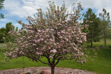 9123 Crab apple tree 1.jpg