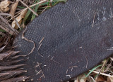 9961 Beaver tail texture