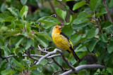 9472 Western Tanager
