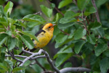 9475 Western Tanager