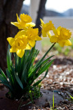 0211 Daffodil.jpg