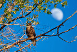 0586 Redtail Hawk with moon 2.jpg