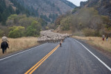 1387 sheep drive.jpg