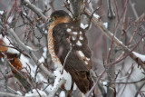 1697 Sharp-shinned hawk