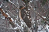 1698 Sharp-shinned hawk