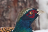1801 Pheasant 2015 A.jpg