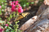 2619 Tiger swallowtail