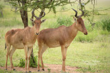 Antilope Bubale ou Damalisque_DSC_2691_site.jpg