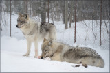 Loups_DSC_1035_9x6_site.jpg