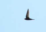 Common Swifts from Armenia, May 2013