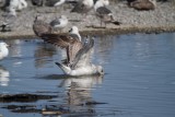 Taimyrensis_1c_Chiba_Japan_20120313_029.JPG