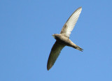 Common Swifts from Armenia (breeding birds)