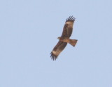 EasternBlackKite_Egypt_20160426_001.JPG