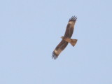 EasternBlackKite_Egypt_20160426_003.JPG