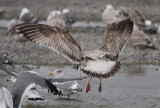 SlatybackedGull_1c_Choshi_Japan_20120307_186.JPG