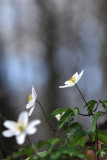 Forest anenomes