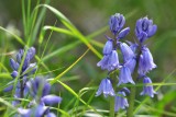 Bluebells on the Alvar