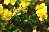 A green beetle