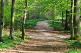 Road through the woods