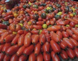 Tomatoes, all shapes, sizes and colours