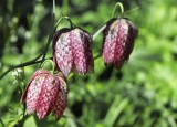 Snakes head lily