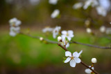 Spring blossoms