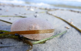 Gift wrapped jellyfish in seaweed