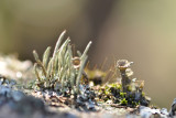 A miniature world