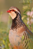 Red-legged Partridge - Pernice rossa (Alectoris rufa)