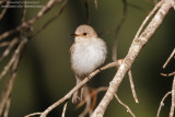 Spotted Flycatcher - Pigliamosche (Muscicapa striata)